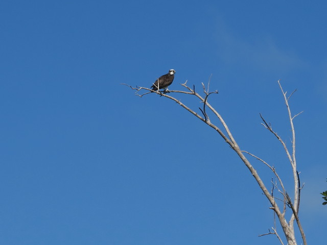 Barron River (14. Nov.)