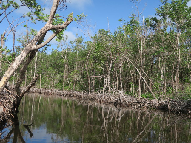 Barron River (14. Nov.)
