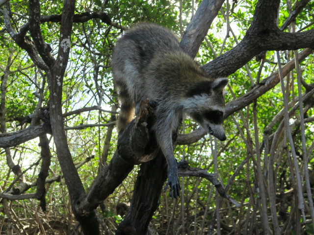 Barron River (14. Nov.)