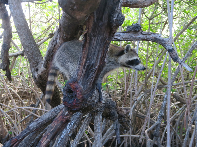 Barron River (14. Nov.)
