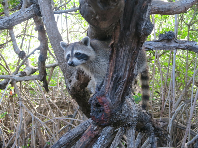 Barron River (14. Nov.)