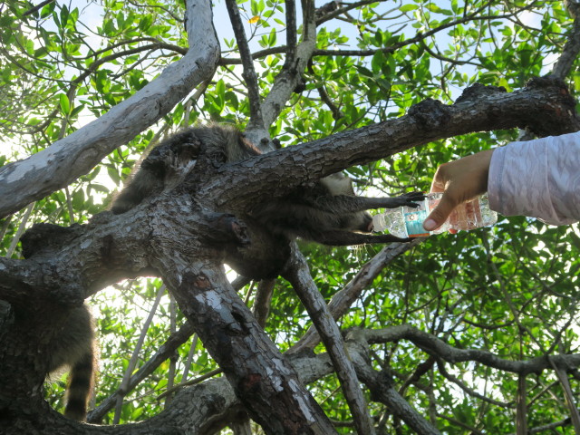 Barron River (14. Nov.)