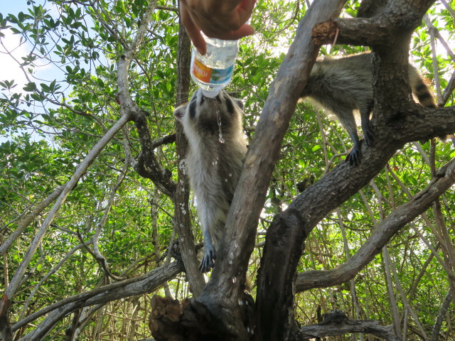 Barron River (14. Nov.)