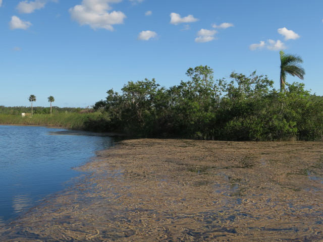 beim Ernest F. Coe Visitor Center im Everglades National Park (14. Nov.)