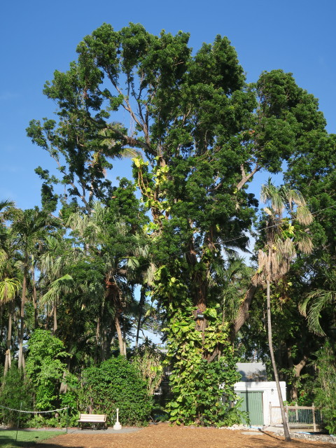 beim Ernest Hemingway House in Key West (15. Nov.)