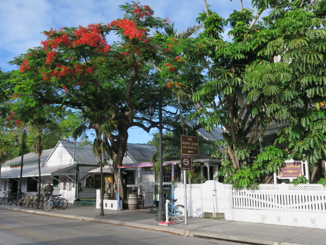 Whitehead Street in Key West (15. Nov.)