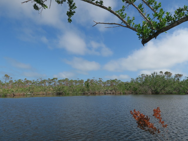 Blue Hole im National Key Deer Refuge (16. Nov.)