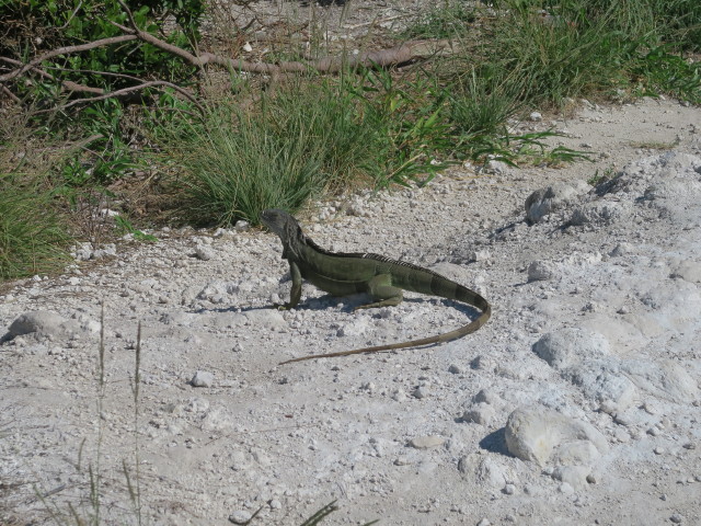 bei der Bahia Honda Bridge (16. Nov.)