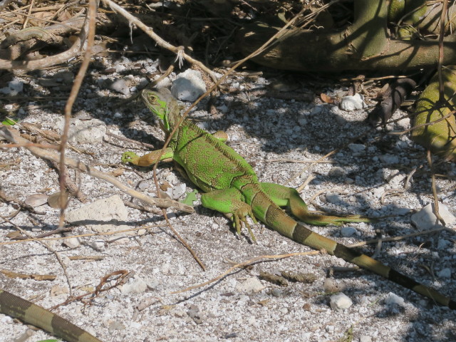 bei der Bahia Honda Bridge (16. Nov.)
