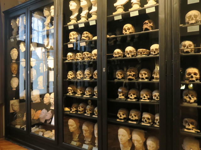 Schädelsammlung Dr. Gall im Rollettmuseum