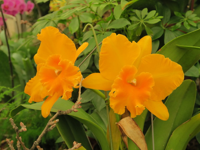 Blumengärten Hirschstetten