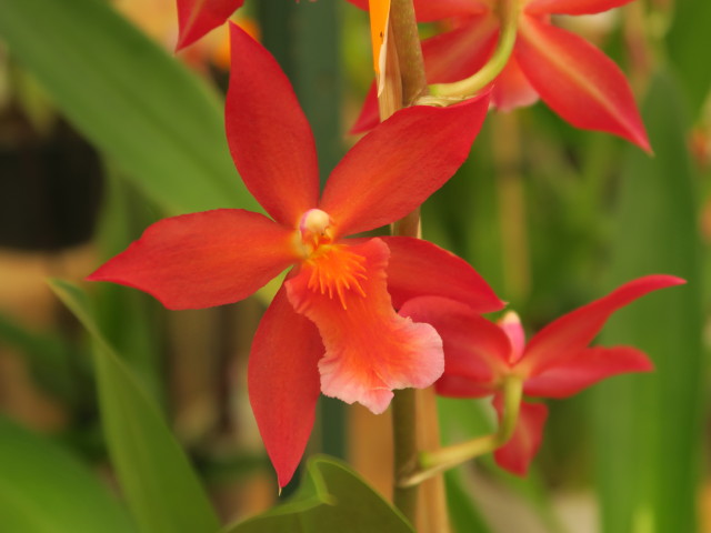 Blumengärten Hirschstetten