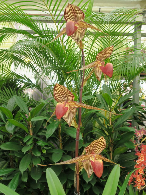 Blumengärten Hirschstetten