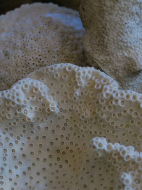 Sammlung Niedere Tiere