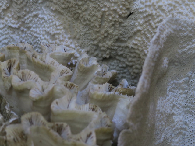 Sammlung Niedere Tiere