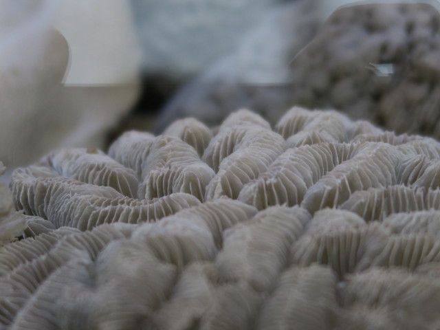 Sammlung Niedere Tiere