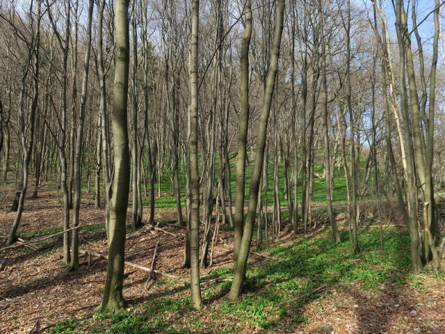 zwischen Hubertuswiese und Ruine Köhlerhütte