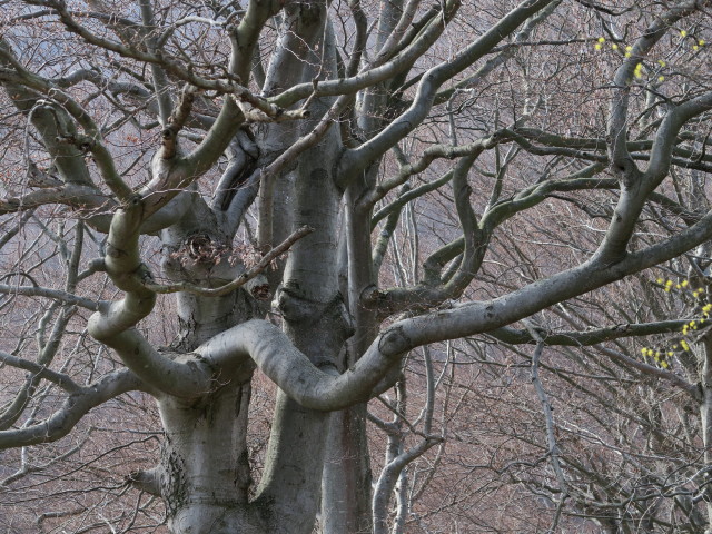 zwischen Hubertuswiese und Ruine Köhlerhütte