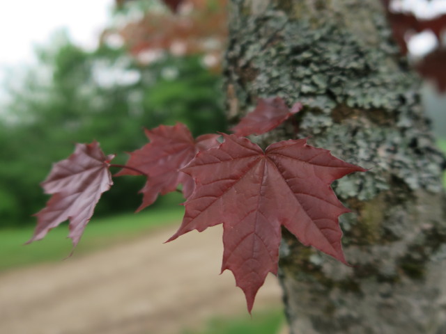 neben Weg 492 zwischen Großraming und Rotstein (5. Mai)