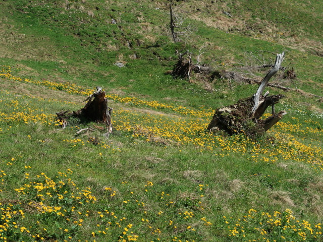 neben Weg 9 zwischen Trattenbachalm und Zweitausender (13. Mai)