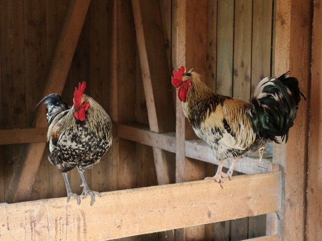 Tierpark Buchenberg: Haustiere