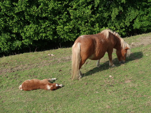 Tierpark Buchenberg: Miniponys