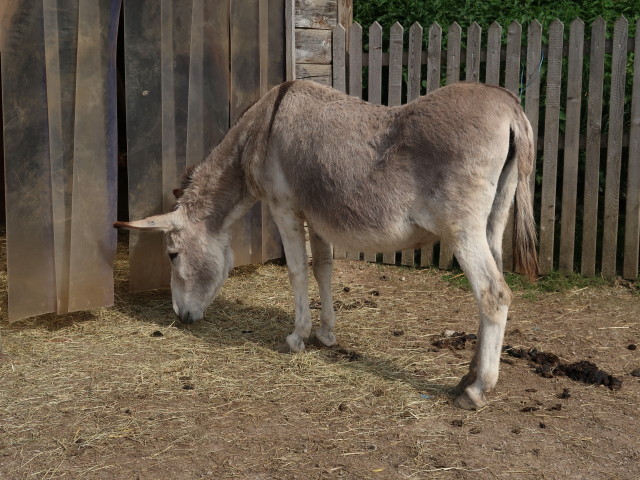 Tierpark Buchenberg: Esel