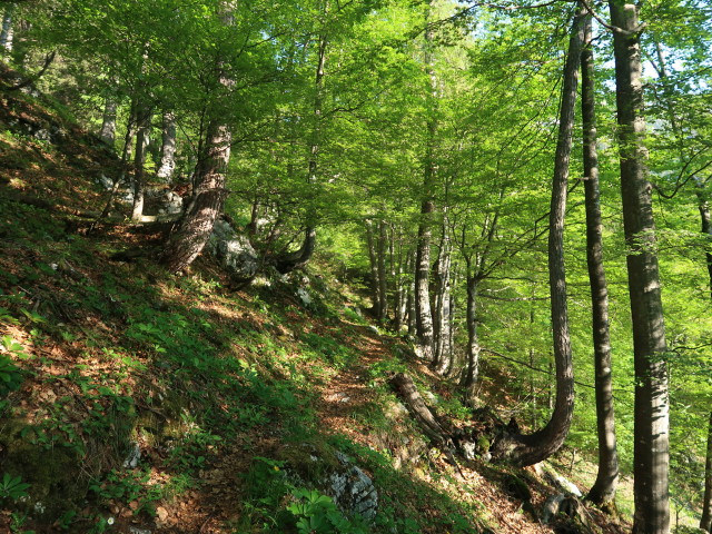 Weg 450 im Aschauer Wald