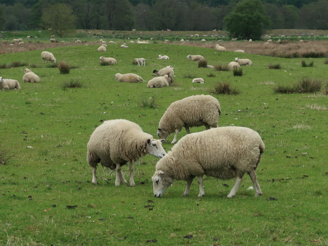 beim Corrimony Cairn (29. Mai)