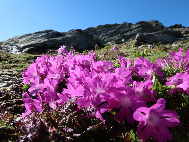 Glungezer-Geier-Weg zwischen Rosenjoch und Grünbergspitze (10. Juni)