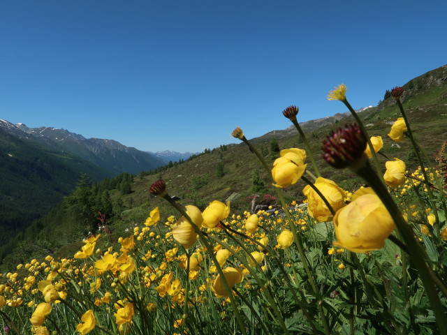 neben Weg 14A zwischen Ahrntal und Schöntalalm (16. Juni)