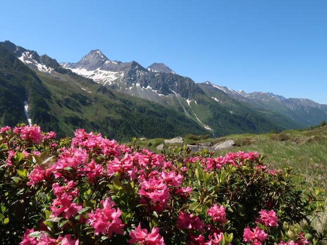 neben Weg 14A zwischen Ahrntal und Schöntalalm (16. Juni)