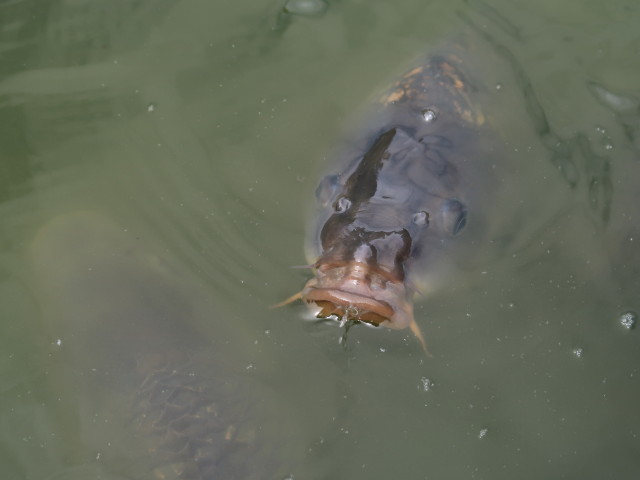 Biotop Teich erleben