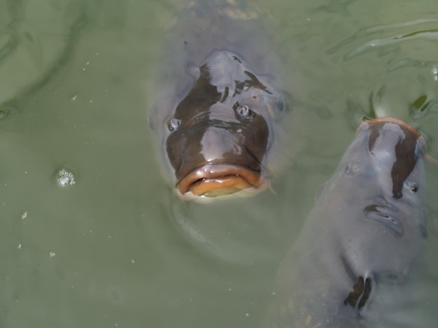 Biotop Teich erleben