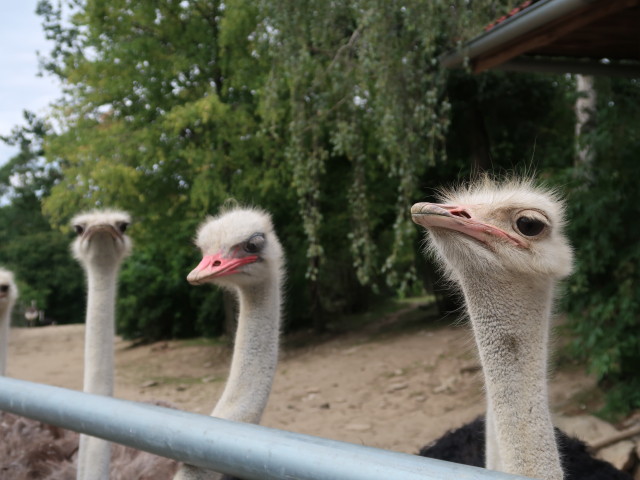 Strauße im Freigehege
