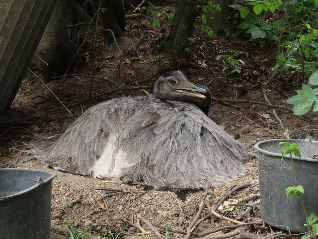Nandu im Freigehege