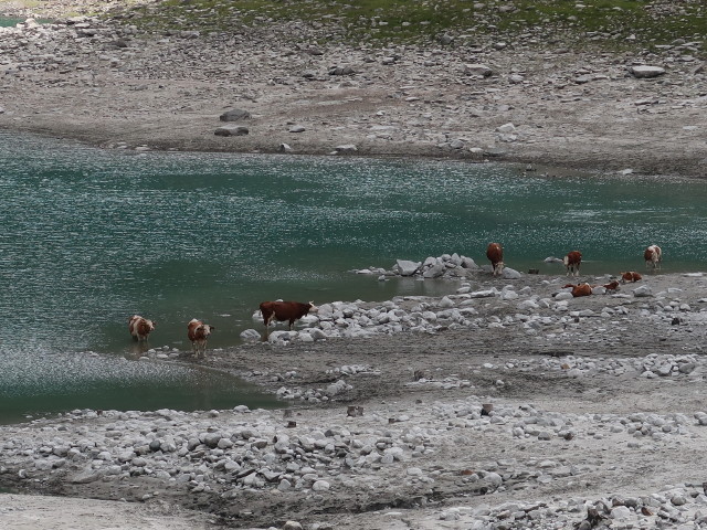 Nevesstausee, 1.856 m (30. Juni)
