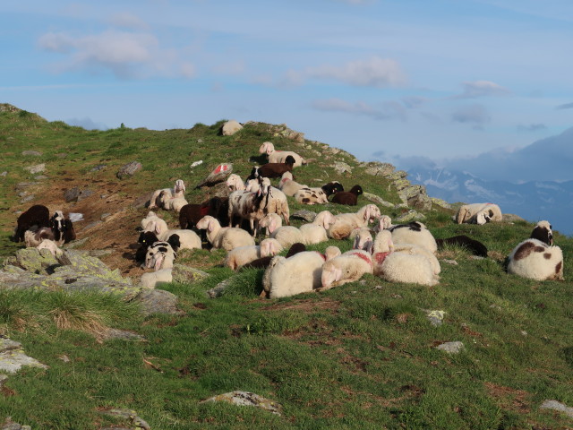 Weg 60 zwischen Gagenhöhe und Röte (8. Juli)
