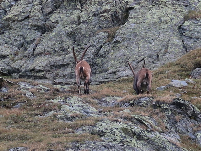 Rötkarle (17. Aug.)