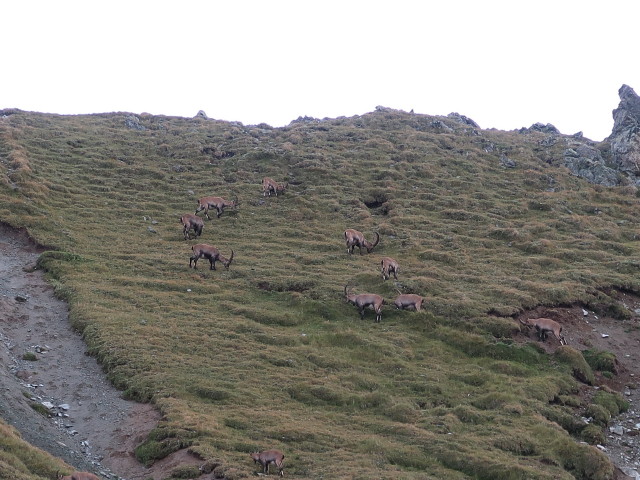 Rötkarle (17. Aug.)