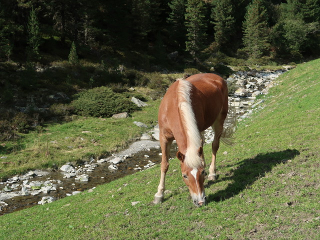 neben Weg 142 zwischen Groß-Horlachalm und Larstigalm (17. Sep.)