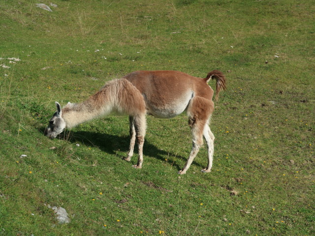 Larstigalm, 1.777 m (17. Sep.)