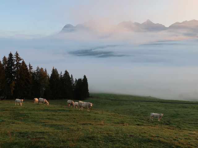 neben Weg 446 zwischen Gasthof Hinterreit und Hofer Plattl