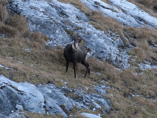 neben Weg 260 zwischen Kühkar und Priel-Schuthaus