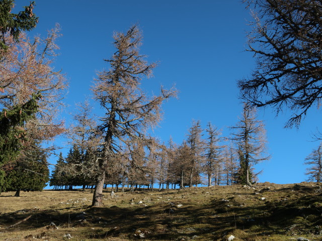 neben Weg 22 zwischen Schießling und Oischingalm