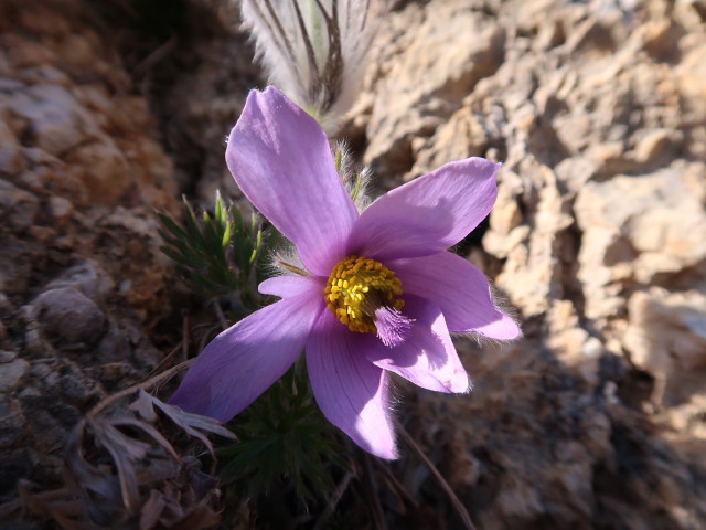 Gebirgsvereins-Klettersteig: Pannoniawand