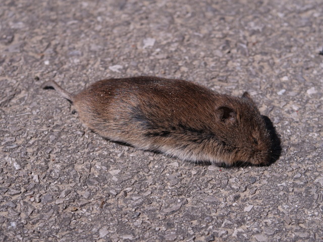 beim Westportal des Wienerwaldtunnels