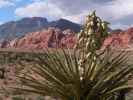 beim Red Rock Canyon Visitor Center (21. Mai)