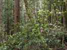 Kruse Rhododendron State Natural Reserve (26. Mai)