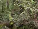 Kruse Rhododendron State Natural Reserve (26. Mai)